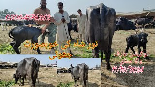 Nor shah ki top buffalo for sale Okara Animal Tv 03004576252/11/10/2024 لوکیشن عارف والا منڈی