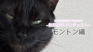 【柴咲コウ 保護猫幸プロジェクト】「モントン編」