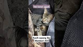 kasih sayang ibu #cat #kucing #catlover