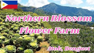 NORTHERN BLOSSOM FLOWER FARM ATOK BENGUET