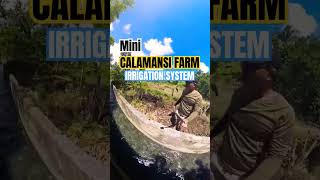 CALAMANSI FARM IN PHILIPPINES: Irrigation system/ patubig! #agriculture #fruitfarmers #fruitideas