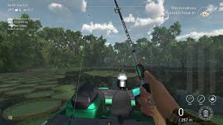 Fishing Planet   Amazonian Maze   Unique Banded Aracu