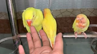 So Cute Yellow Parrot & Love Birds Video | Tam Birds  | How To Easily Tam Birds | Baby Tam Birds