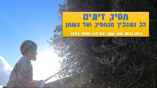 מסיק זיתים - כל התהליך מהמסיק ועד השמן. בואו נראה כמה שמן יפיק העץ בחצר - אחלה פעילות חקלאית לילדים