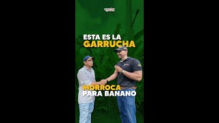 🎥🚠 ¡Maximiza tu cosecha con la garrucha Morroca!