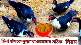 চিনা হাঁসকে কুড়া খাওয়ানোর সঠিক পদ্ধতি china hash muscovy duck #চিনা_হাঁসের_খামার #graduate_farmer