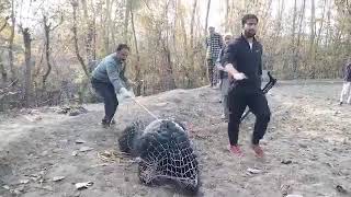 J & K Anantnag Department of Wildlife Control Room Achabal Captured a Wild Bear at Akingam Achabal.