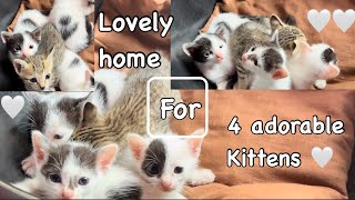 I set up a lovely home for 4 kittens 😍