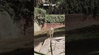 Bengal tiger #zoo #hyderabad #animals #whitetiger #bengaltiger #trending #viralvideo #reels #shorts