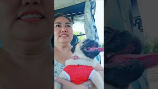 Chloe, enjoying her ride #chloe #chloebianchi #danganddidi #pug #pugpuppy #dog #furbaby #joyride