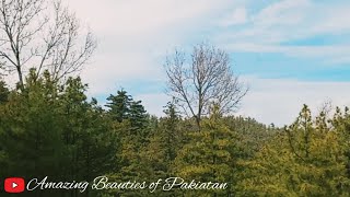 Forest Side View | Village Forest | Murree Village Forest Side | Murree Beauty January 2024