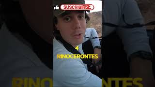 🦏⛔ RINOCERONTES BLOQUEANDO Carretera ⛔🦏 Safari Fotográfico & Animales Salvajes - Parque Kruger 🇿🇦