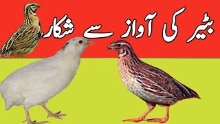 Batair ki awaz||BATER KI AWAZ SI SHIKAR||Batera voice for hunting||Quail voice for hunting