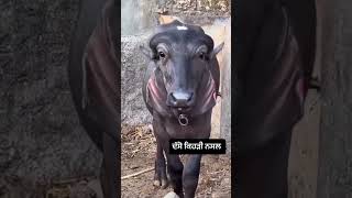 Konse breed hai #viral #farming #pdfajagraon #farmer #animals #calf #animals #cow #music #music