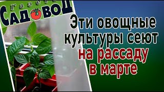 Эти овощные культуры сеют на рассаду в марте