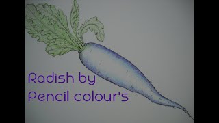 मूली कैसे बनाएं (Draw An Radish) By Pencil Colours // Step By Step In Easy Way //Video By Art Study