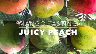 Juicy Peach Mango - Tasting Florida Mangos