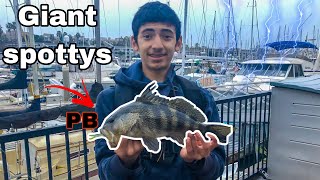 Spotted bay bass fishing for giants in winter storms (marina del Rey)