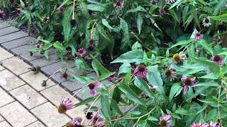 Goldfinches frittering, chirping, and eating around the garden path!