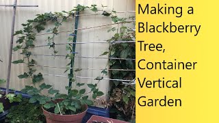 (Video 49) Blackberries In Containers | Blackberry Tree | Cane Types | Vertical, Small-Space Garden.