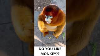 DO YOU LIKE MONKET #monkey #monkeybaby #funny