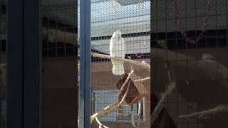 White Cockatoo saying Hi