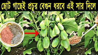 কি সার দিলে ছোট গাছে প্রচুর বেগুন ধরবেই | বেগুন চাষ পদ্ধতি | Guide to Growing Massive Eggplants