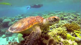 Turtle Rayban Follow Snorkeling Australia