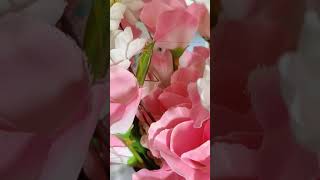 grasshopper🦗 in the flower🌺🌻🌹🌷#shorts #youtubeshorts #shortindia