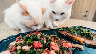 Ribeye Steak with Chimichurri Sauce for Cats (Cat Friendly) | Fine Dining for Cats | The Cat Butler