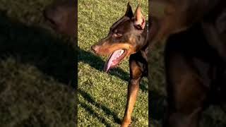 Doberman Dog, Doberman Pinscher, European Doberman, Puppy, Perro Doberman, American Doberman, Dobie