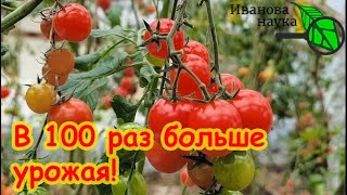 НАСТОЯЩИЙ ПОДАРОК ВСЕМ ОГОРОДНИКАМ! Урожай до поздней осени. Как собирать в 100 раз больше урожая.