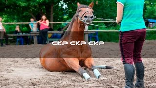 СКР СКР СКР | ПО ФАНУ | ПОЧЕМУ БЫ И ДА?!