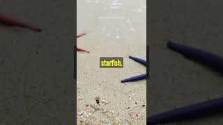 Hidden Marvels: Unveiling the Mysterious Secrets of Starfish!