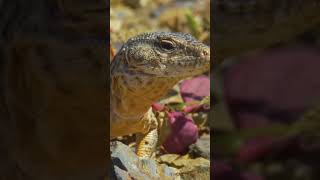 Curiosidades Fascinantes do Deserto de Atacama: Descubra os Segredos do Lugar Mais Seco do Mundo!