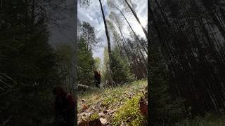 🪓 Chainsaw Power: Cleaning The Forest After The Storm