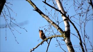 Zięba (Fringilla coelebs) - Pole Mokotowskie