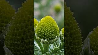 Pineapple weed, a species of Mayweed #photography #shorts #macro #viral #nature #flowers #beauty