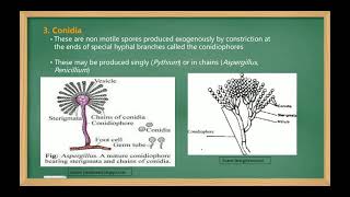 Reproduction in Fungi