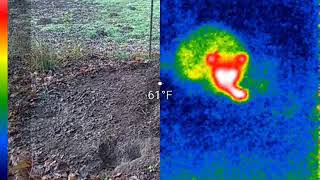 big raccoon on the thermal camera