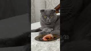 cats funny Video 🤢🍤 #shorts ##subscribe