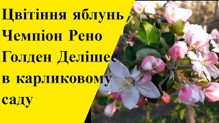 Цвітіння яблунь Чемпіон, Голден Делішес в карликовому саду