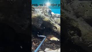 PESCA SUBMARINA PULPO CON EL GANCHO AL SACO