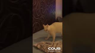 🐱 The cat falls down funny | Best Coub Video 2021 #shorts