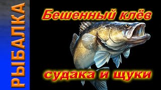 Бешеный клёв судака и щуки после грозы