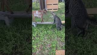 GOAT VS CAT