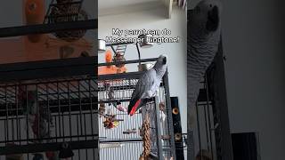 The most intelligent parrot🤯 #africangrey #parrottalking #petlover