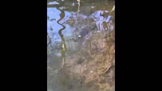 Brook Trout Release