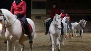 Swedish Lipizzaner Christmas Wishes