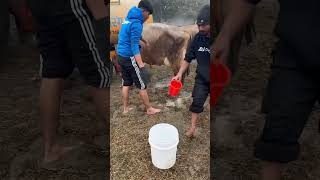 Getting ready for competition II #breeding #jersey#animals #cow #shorts #viral #trending #ytshorts